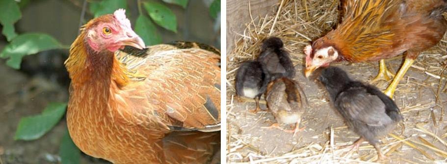 A rescued hen enjoying life with her chicks at a farm sanctuary