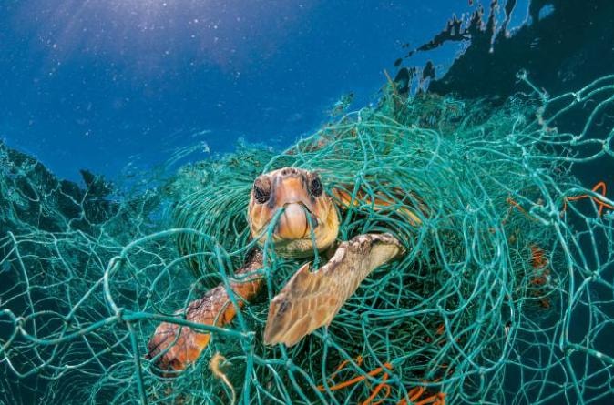 Sea turtle entangled in a fishing net — ghost fishing threat